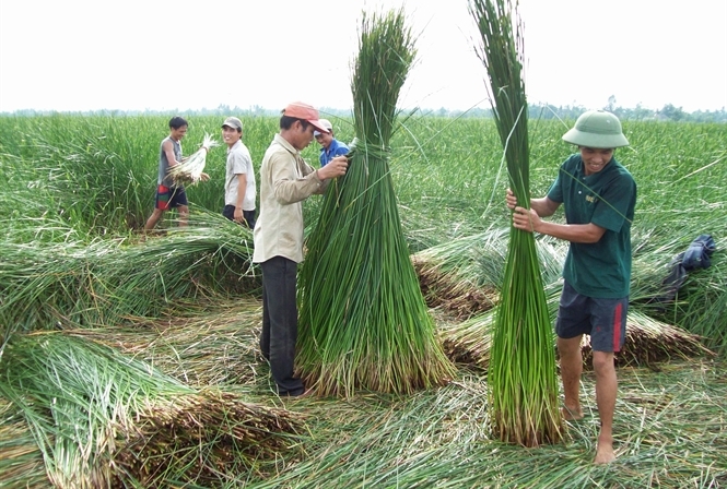 cói nga sơn