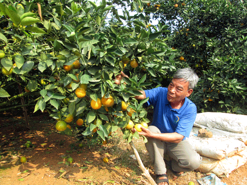 Hội cung ứng phân bón trả chậm, nông dân yên tâm sản xuất