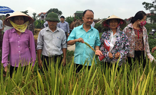 Hỗ trợ nông dân thâm canh lúa với phân bón Tiến Nông