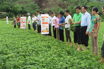 Tăng năng suất, giảm chi phí đầu tư nhờ bón phân N-P-K-Si Tiến Nông