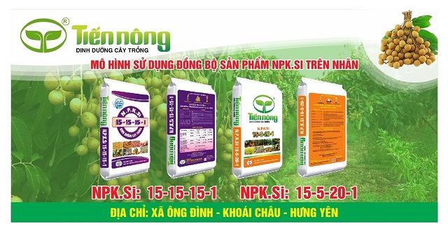 Hiệu quả từ mô hình sử dụng đồng bộ sản phẩm NPK.Si Tiến Nông trên cây Nhãn