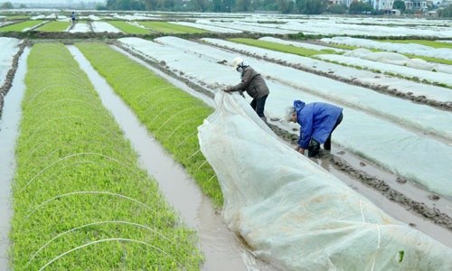 cham soc lua thoi tiet rét