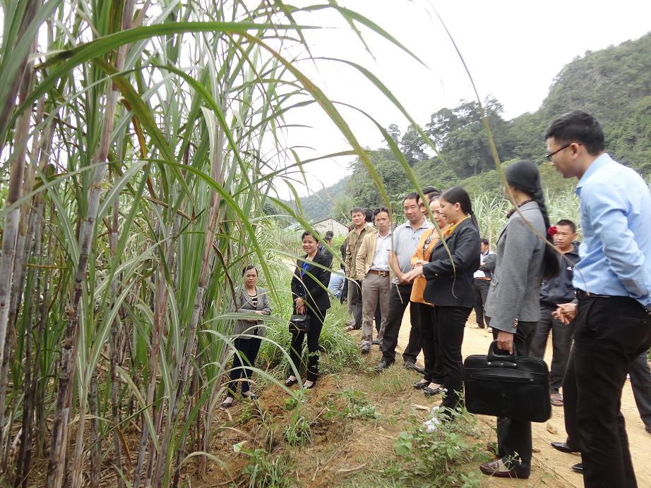 Hội nghị đầu bờ và tổng kết mô hình sử dụng phân bón Tiến Nông chuyên dùng cho cây mía