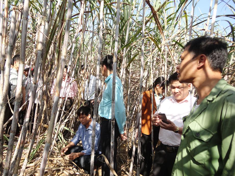 Hội nghị đầu bờ và tổng kết mô hình sử dụng phân bón Tiến Nông chuyên dùng cho cây mía