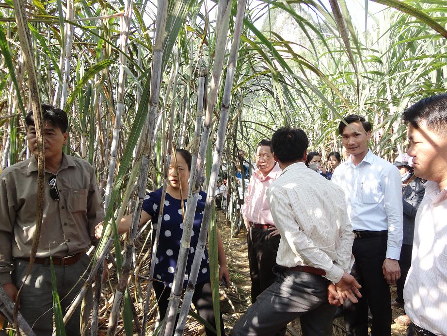 Hội nghị đầu bờ và tổng kết mô hình sử dụng phân bón Tiến Nông chuyên dùng cho cây mía