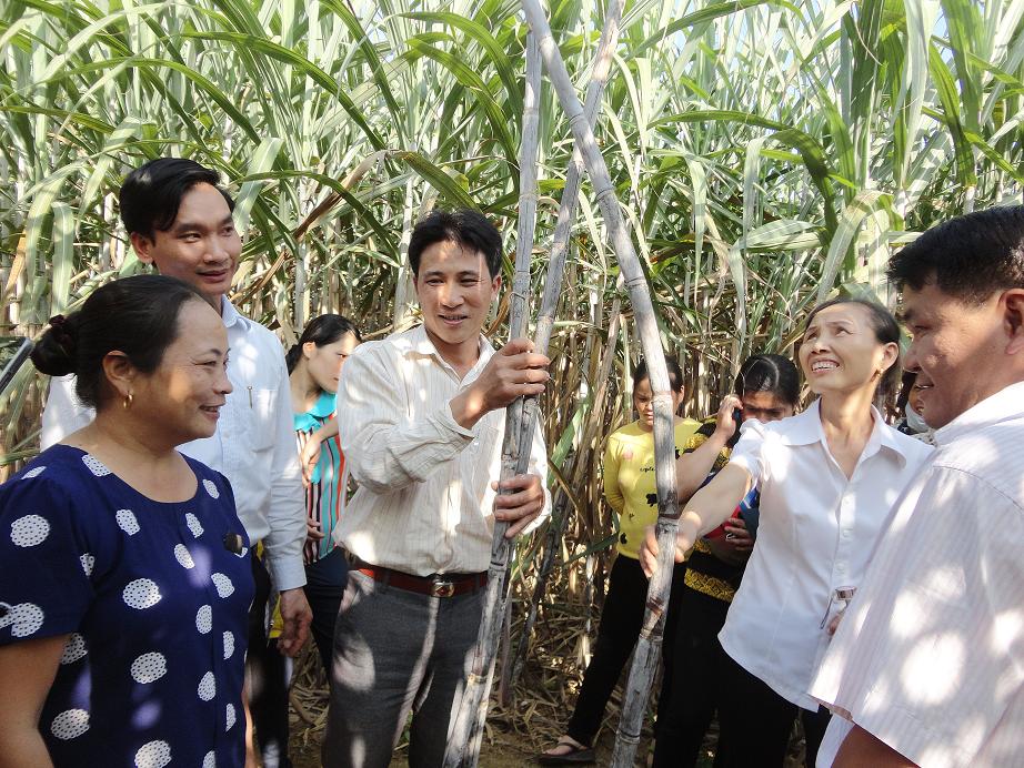 Hội nghị đầu bờ và tổng kết mô hình sử dụng phân bón Tiến Nông chuyên dùng cho cây mía