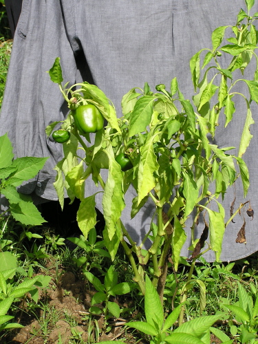 Bênh héo tươi cây ớt (Pseudomonas solanacearum)