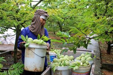 Gặp gỡ nông dân trồng Na diện tích lớn tại Hà Nam