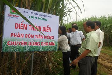 Phân bón Tiến Nông chuyên dùng cho cây mía trên vùng đất Thạch Thành 