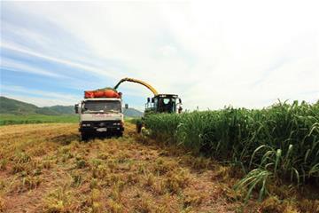 Viết tiếp giấc mơ "nông nghiệp công nghệ cao"