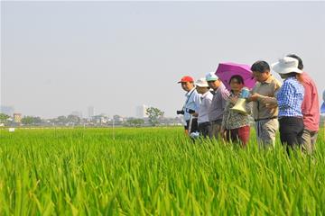 Đẩy mạnh nghiên cứu chọn tạo lúa chất lượng